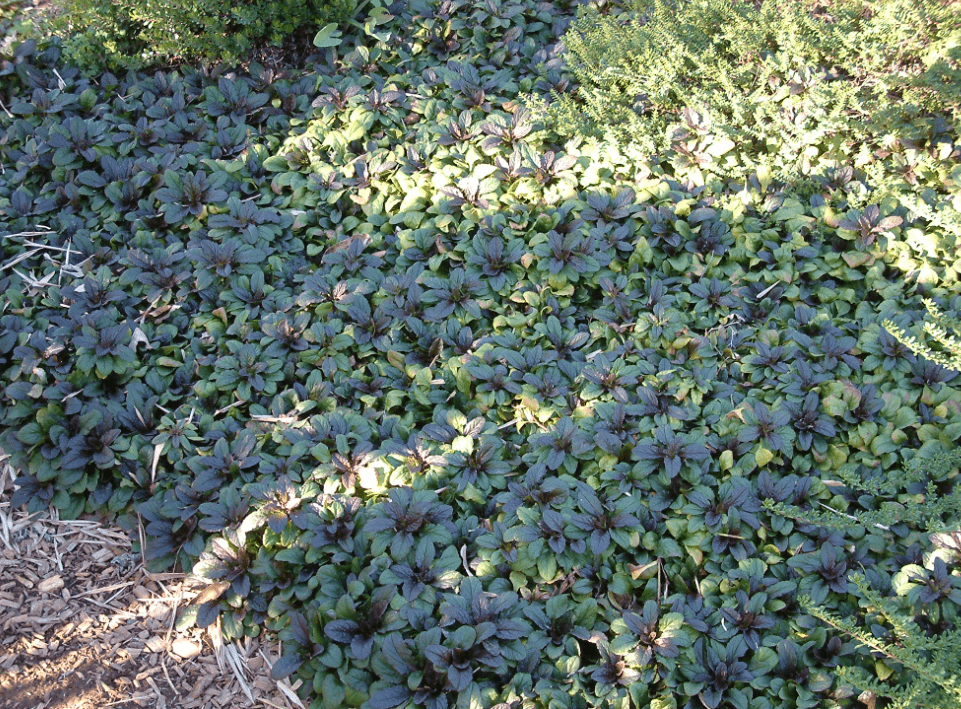 Ground Cover Plants For Dry Soil